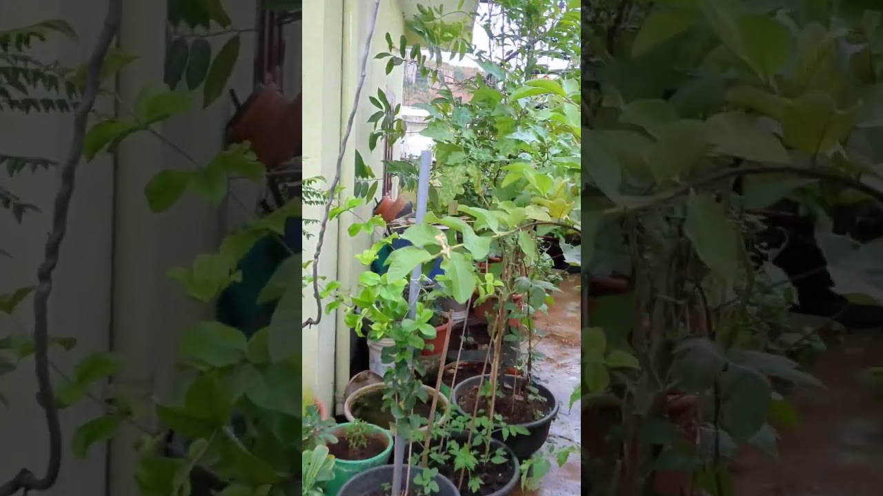 Our Beautiful Terrace Garden After Rain   