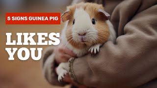 5 Signs Your Guinea Pig Loves You