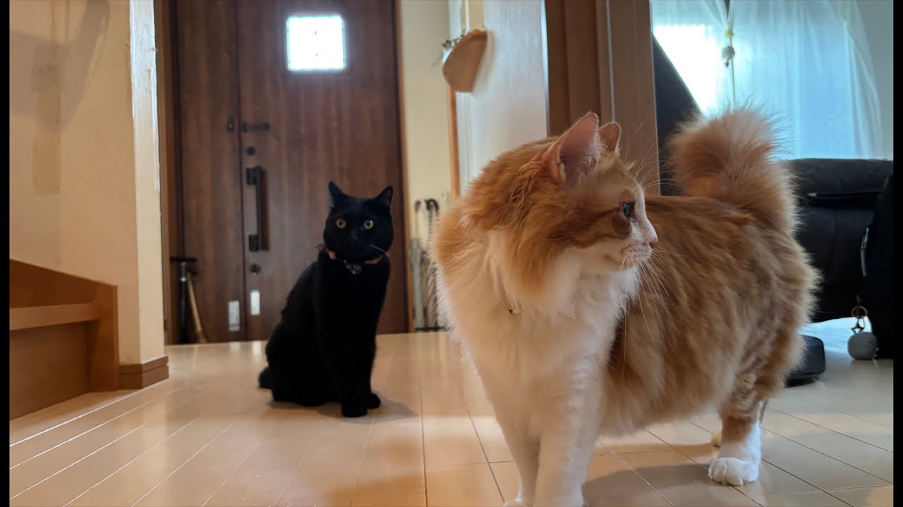 集合？｜0723（木）7：57～ Cat and gluttonous rabbit - YouTube