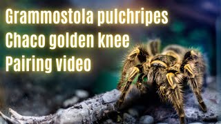 grammostola pulchripes breeding / the chaco golden knee #tarantula