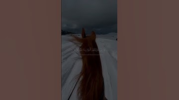 ﴿ إِنِّي جَزَيۡتُهُمُ ٱلۡيَوۡمَ بِمَا صَبَرُوٓاْ ﴾ [ سورة المؤمنون ] || القارئ اسلام صبحي