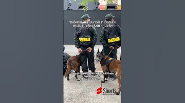 Mọi người cùng đến xem các cảnh khuyển trình diễn #congannhandan #canhsatcodong #shorts