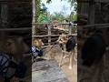 Perfect Video SokYaa OG To To And Mom Are Famous Amazing Shorts Perfect Video SokYaa OG To To And Mom Are Famous Amazing Shorts