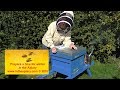 Prepare a hive for winter