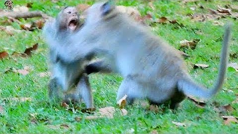 Why old King Donkey warning Joey like this?| Poor Joey run so fast got bite by Donkey |