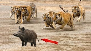 Tiger vs Wild Boar - Jim Corbett National Park