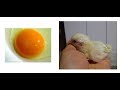 Egg-to-chick development with no shell, caught on camera