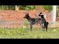 New VillageDogs!!!!! Labrador Retriever Vs German Shepherd Dog Near Village   Sweet dogs