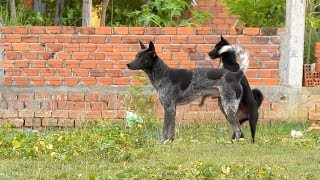 New VillageDogs!!!!! Labrador Retriever Vs German Shepherd Dog Near Village   Sweet dogs
