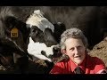 Temple Grandin: uma aula de Bem Estar Animal