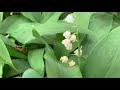 Lily of the Valley Plant Profile