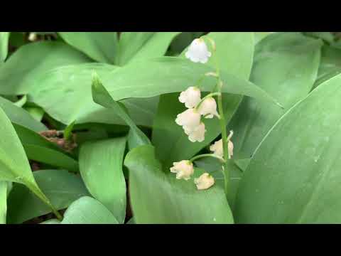 Video: Trädgårdsliljakonvalj: plantering, skötsel, foto