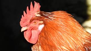 Rooster sunbathing on a winter sunset
Calm down video of brown rooster relaxing and sunbathing.
For more chicken video subscribe for more.
#relaxinganimalvideo Rooster sunbathing on a winter sunset