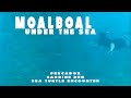 Moalboal Under The Sea