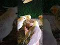 Adorable cockatiel parrot 🐦😍 #shorts #cockatiel #yellowcockatiel48