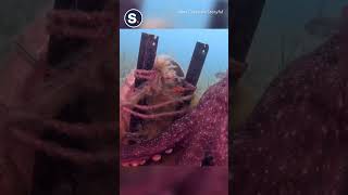 Octopus Leads Diver to Mysterious Location by Storyful 1,652 views 2 days ago 1 minute, 38 seconds