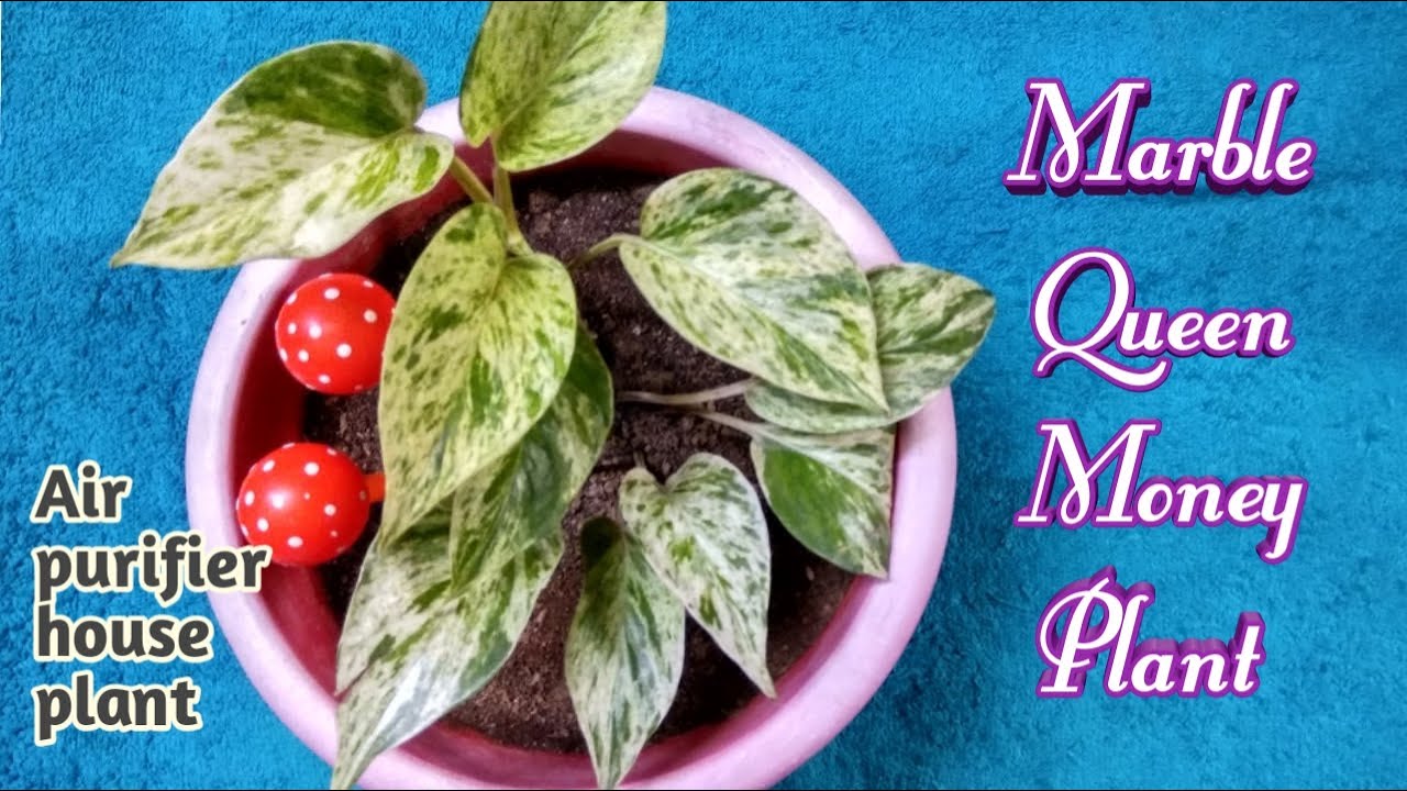 Marble Queen Pothos || How to grow & care Marble Queen Momey plant