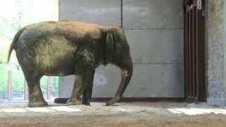 Elephants Bath At Zoo