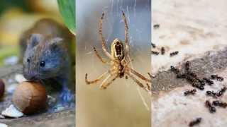 Ant Control Princeton TX 75407 Termite Treatment