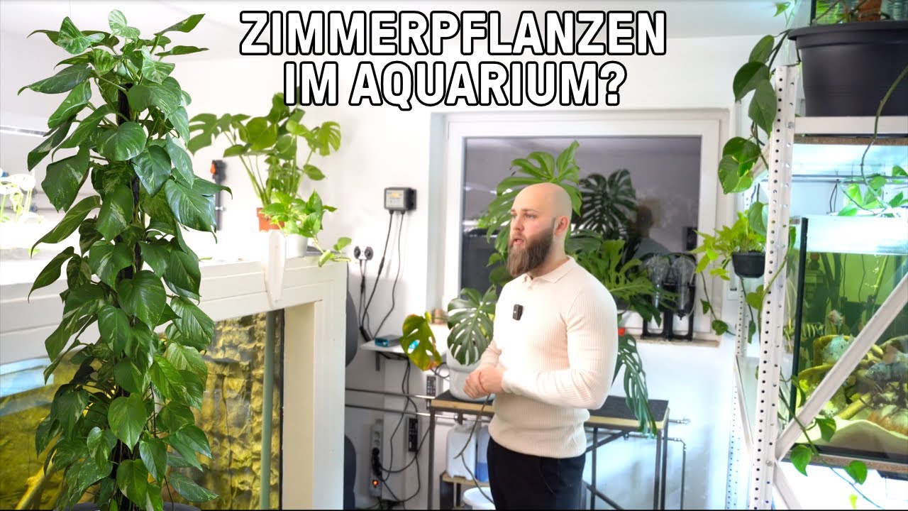 Growing houseplants without soil in an aquarium | Houseplants for