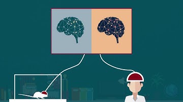 Optical Probes Allow Ultra-Fast Imaging of Dopamine Activity in the Brain