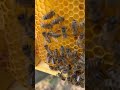 Beautiful Honey Drinking Bees on a Comb! 🐝 #bees