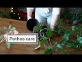 Pothos care guide  devils ivy plant care