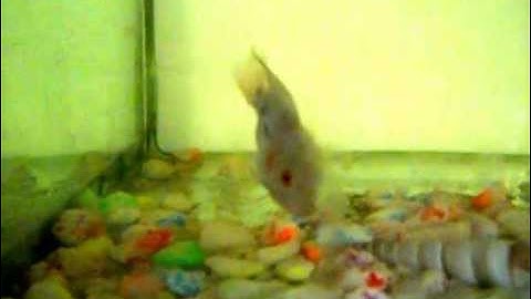 Thiên Đường Cá Cảnh Đẹp nhất thế giới..CA LA HAN RO PHI KIM LONG RO DONG