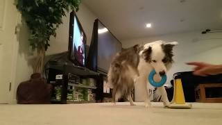 Mr Biscuit | Smartest Dog Ever! by Mr Biscuit The Border Collie 217 views 4 years ago 46 seconds
