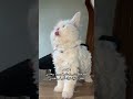 شوفو حركاتو الغيور المشكلجي Funnycat قطط Cat اشتراك لو سمحتم 