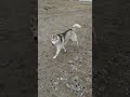 Накопилось энергии... #жизньвиталии #экспаты #хаски