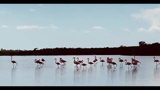 North Caicos Flamingos