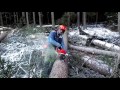 Felling a tree manipulation chainsaw Husqvarna 562 XP