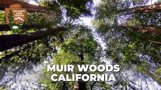 Muir Woods National Monument | Tallest Trees in the World | Redwood Trees | San Francisco Bay Area