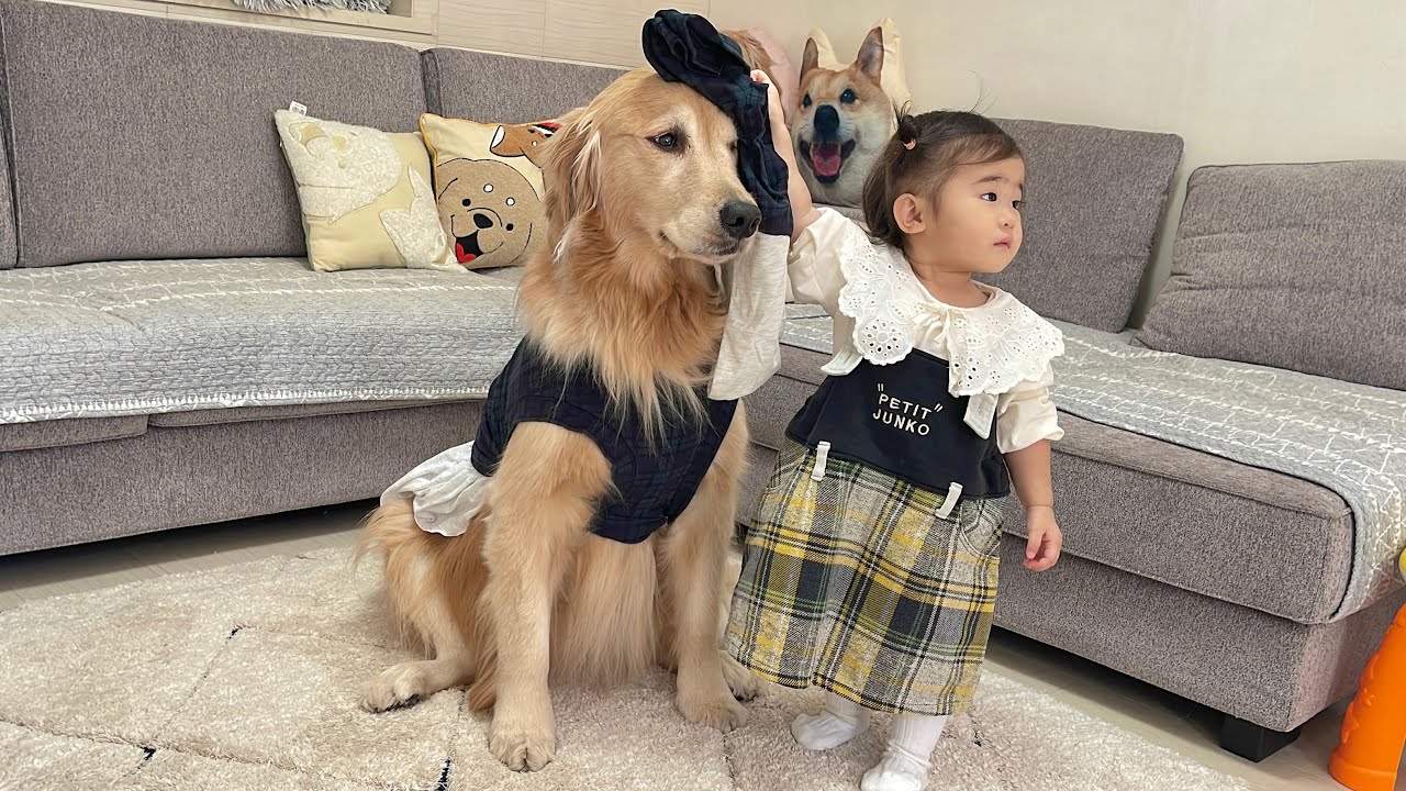 一歳児から何度も洋服を着せられそうになるゴールデンレトリバー
