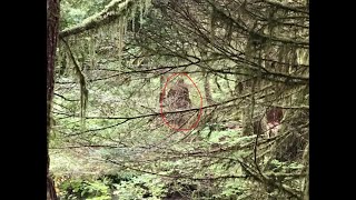 Many Different Sasquatch Like Creatures on Camera in Several Bigfoot Sighting Hotspots