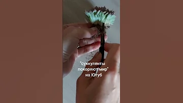 Кристатная эхеверия. Как размножить суккулент.