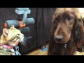 【猫と犬のオモシロ動画】猫パンチに負けない犬
