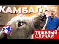 Её сбили, и просто оставили умирать на заправке..."Камбала", должна жить!