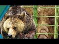 Bear is Rescued from Harrowing Captivity | Earth Unplugged