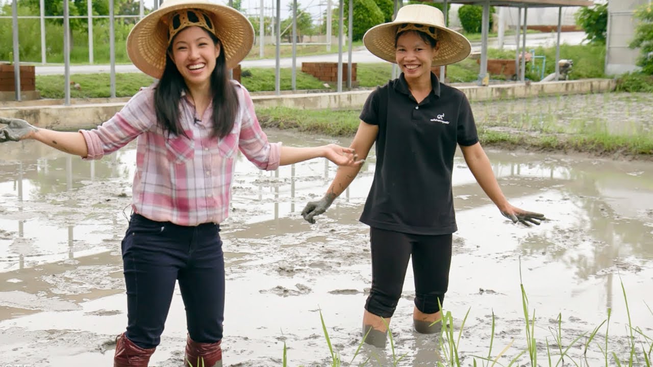 ⁣How Rice is Grown in Thailand: From Paddy to Table