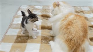 The Rescued Kitten Becomes Too Confident in front of the Big Cat │ Episode.205