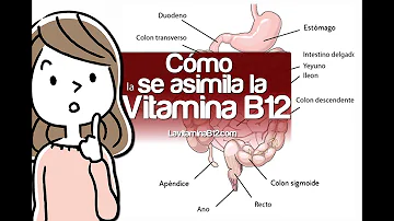 ¿Qué bloquea la absorción de la vitamina B12?