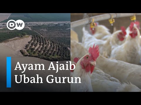 Beternak Ayam Jadi Solusi Jitu Ubah Gurun Menjadi Subur di Peru