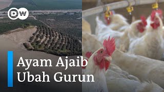 Beternak Ayam Jadi Solusi Jitu Ubah Gurun Menjadi Subur di Peru