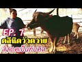 คลีนิควัวควายEP 7 วิธีสังเกตอาการเป็นสัดของควายเพื่อหาเวลาที่เหมาะสมในการทับให้ติดง่าย by อีสานรีวิว