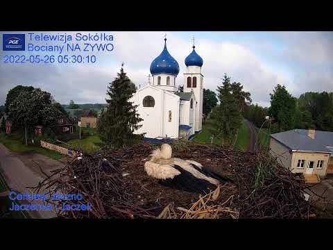 Gniazdo Bocianie - Telewizja Sokółka [NA ŻYWO] | IP Camera: Stork's nest [LIVE] Bociany NA ŻYWO