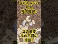 コガネムシの幼虫による根の被害 #コガネムシ #バラの育て方 #葉の黄変 #バラ