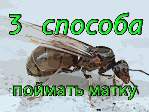Муравейная матка: ключевой элемент муравейника
