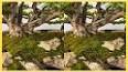 The World of Bonsai Trees: A Journey into Miniature Landscapes ile ilgili video